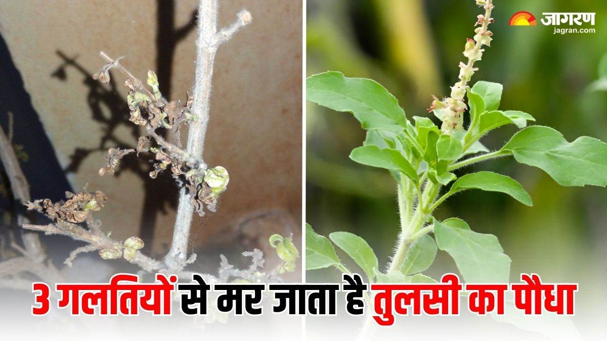 https://www.jagranimages.com/images/newimg/01092025/01_09_2025-tulsi_plant_care_tips_24031763.jpg