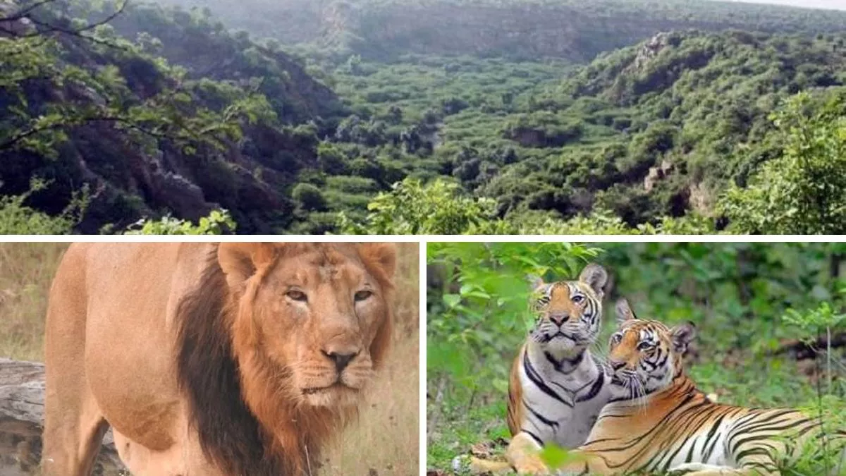 Jungle Safari in Haryana: अरावली की पहाड़‍ियों मेंेअब शेर व बाघ की दहाड़ सुनाई देेगी। (फाइल फोटो)
