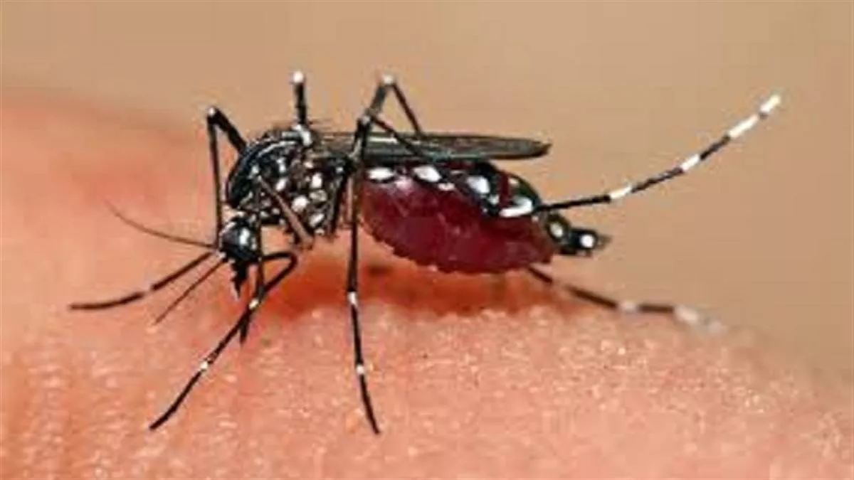 जिलों में डेंगू का कहर जारी। सांकेतिक तस्‍वीर।