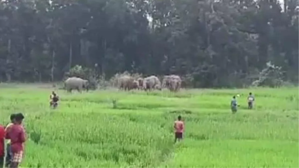 Odisha News: करंजिया इलाके में 47 हाथियों के झुंड ने मचाया तांडव , 100 से अधिक गांवों में दहशत का माहौल