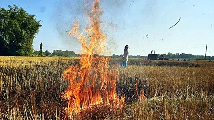ग्रेप लागू होने के पहले दिन ही लोनी में जली पराली, किसान को जारी किया जाएगा नोटिस (सांकेतिक तस्वीर)।