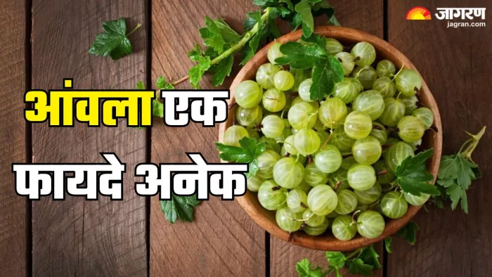 रोजाना आंवले खाने के फायदे (Picture Credit- Freepik)
