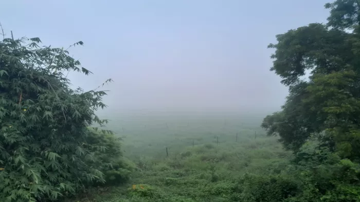 आरा में बदला मौसम और छाया कुहासा (जागरण फोटो)