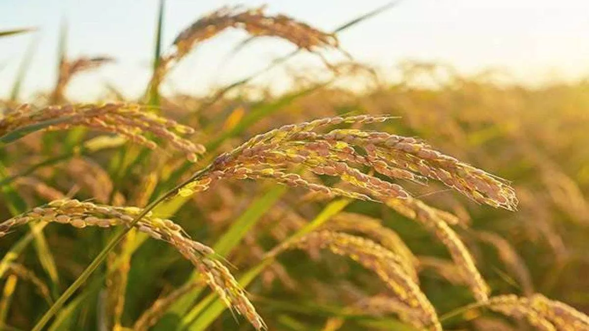 MSP पर धान बेचने को तैयार नहीं यूपी के किसान, पहले दिन ही छाया सन्नाटा; आखिर क्या है मामला?