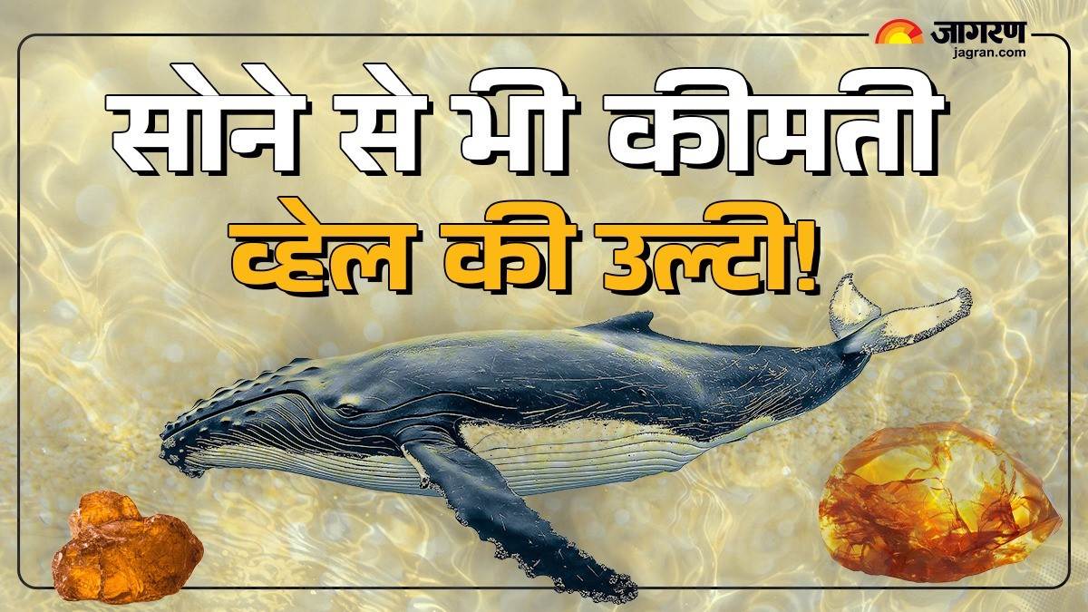 https://www.jagranimages.com/images/newimg/01102024/01_10_2024-whale_vomit_price_23807784.jpg