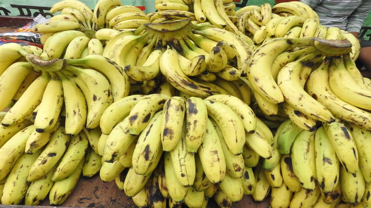 gorakhpur news chemically ripened bananas sold health concerns rise