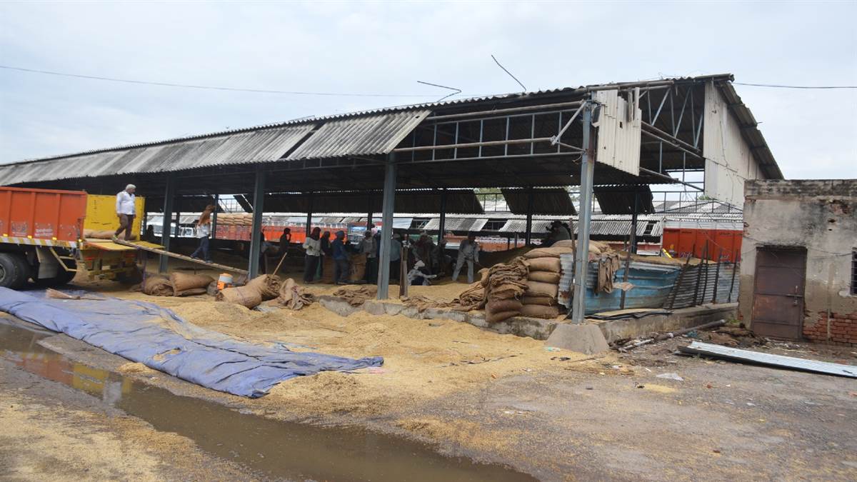 hathras news farmers angry over rain soaked paddy and low prices