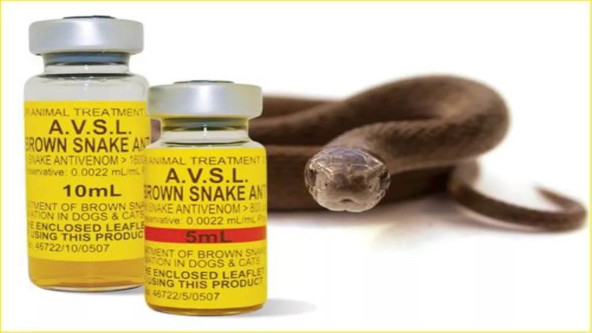 bagpat news snake bite snake catchers bitten by cobras 8 anti snake venoms administered
