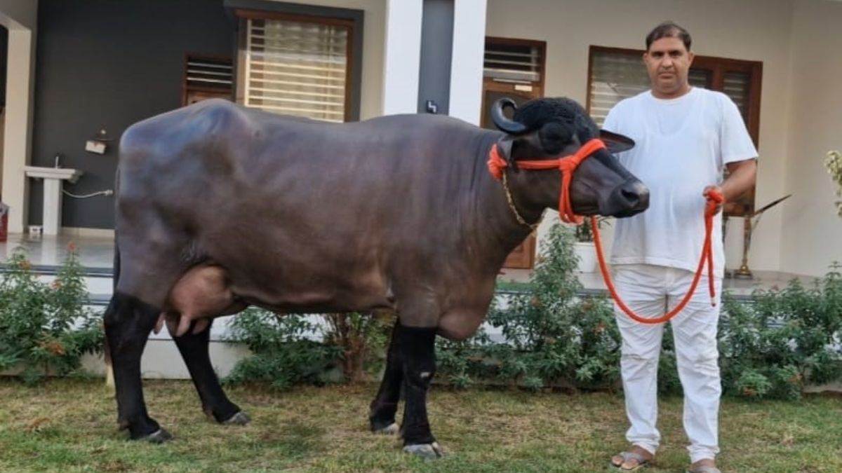 massaged with mustard oil this buffalo from haryana sleeps in a cooler its owner becomes rich by selling milk