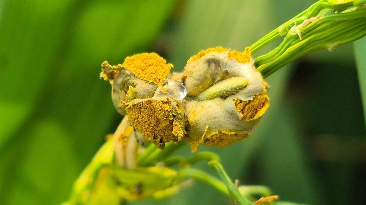 sangrur farmers worried about crop diseases affecting paddy yield