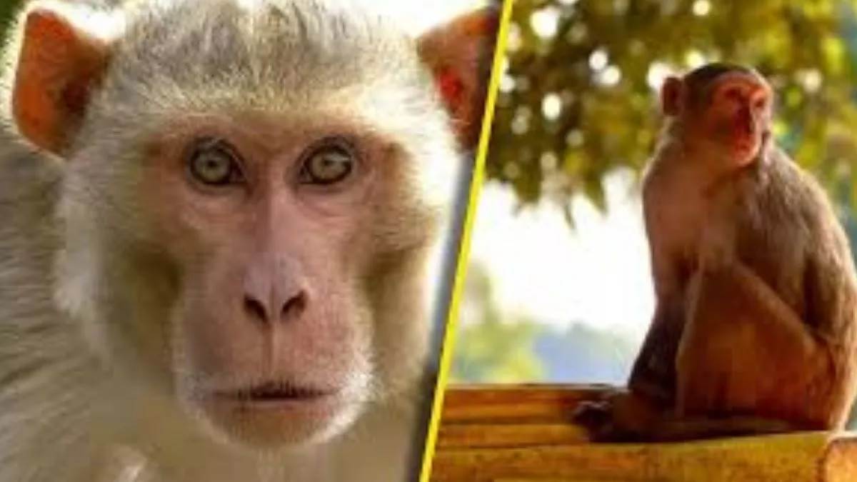 ncr while dog attacks have declined in delhi but now monkey menace has increased