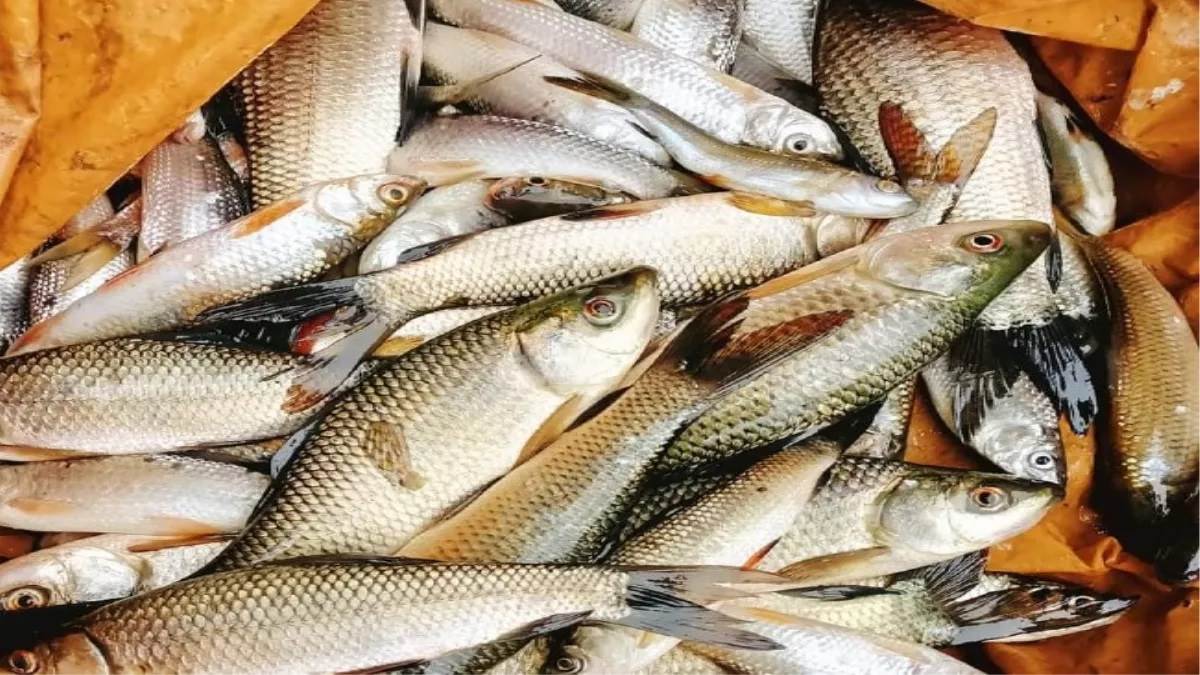 baghpat news slaughtering animals and feeding meat to fish baghpat police registered case