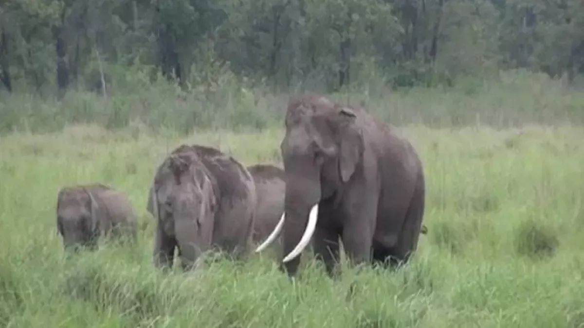wild elephants terrorize villagers in rourkela india crop damage and fear