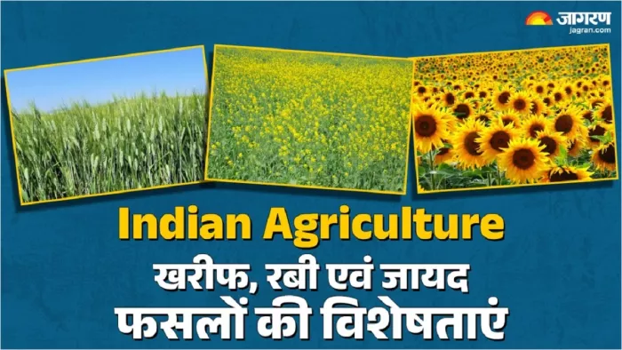 Kharif, Rabi Zaid crops: खरीफ, रबी और जायद फसलों की विशेषताएं।