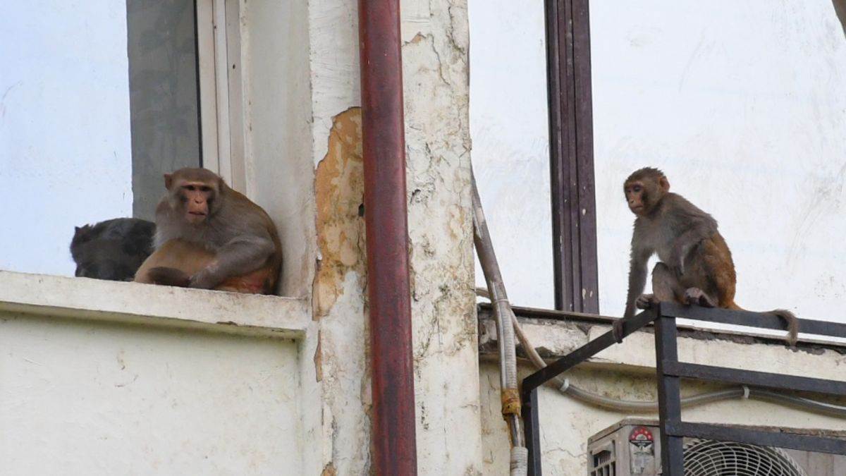 ncr monkey menace in delhi attacks injuries and unresolved solutions