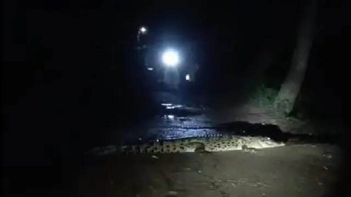 crocodile on road causes panic in kendrapara during durga puja