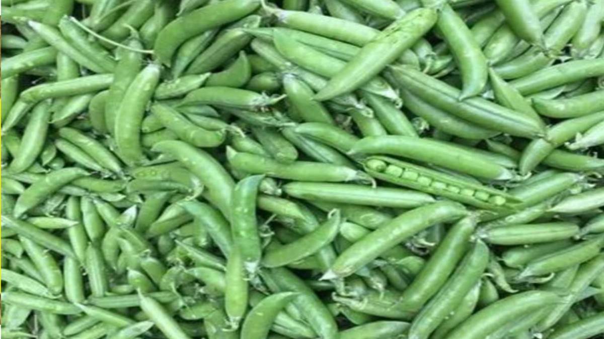 shimla peas sell for rs 205 per kg in dhali mandi rains and festive season boost farmers fortunes