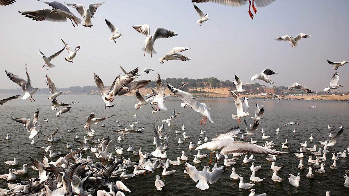 https://www.jagranimages.com/images/newimg/01112022/01_11_2022-migrated_birs_in_prayagraj__23175615.jpg