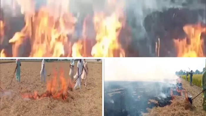 Stubble Burning In Punjab: बठिंडा में साेमवार काे गांव गुरथड़ी पराली जलाते लाेग। (एएनआइ)