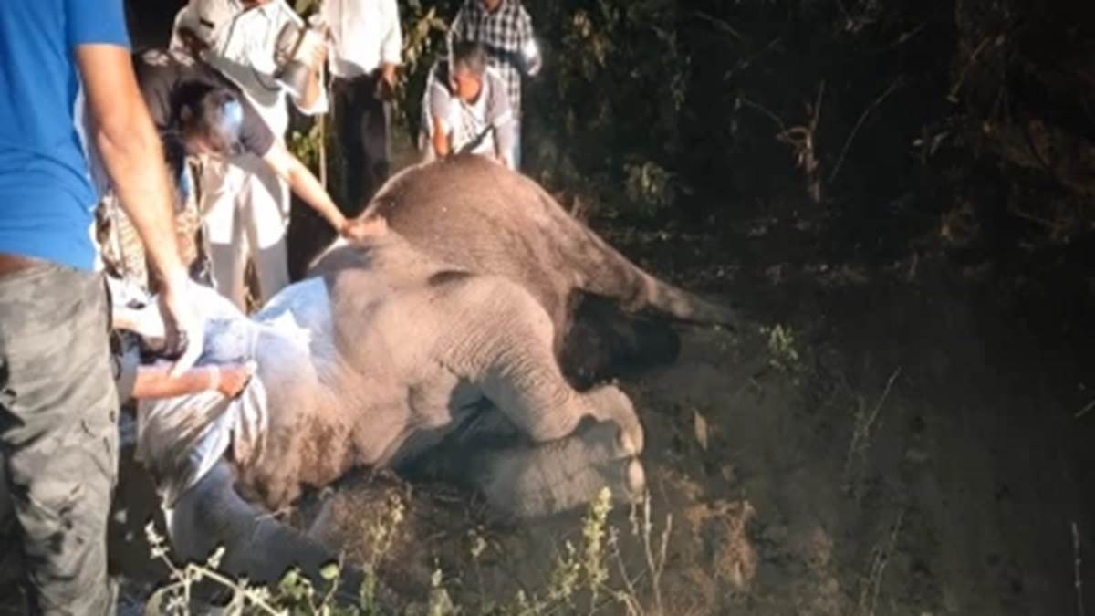 ten elephants die after eating poisonous kodo kutki crop