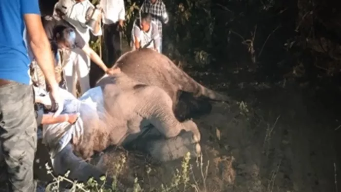 जहरीला कोदो-कुटकी खाने से हाथियों की गई जान
