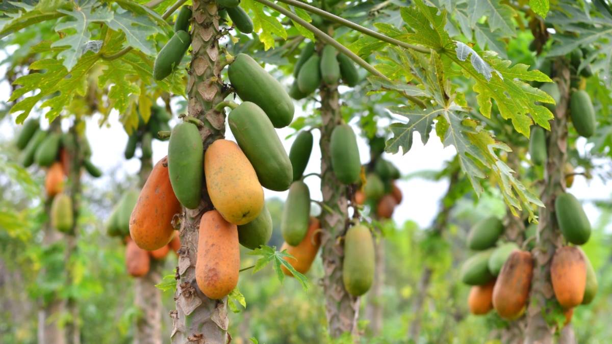 papaya farming a gateway to prosperity for farmers in narkatiaganj