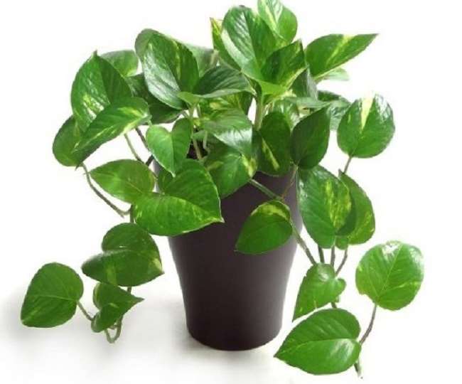 Money plant hindi deals