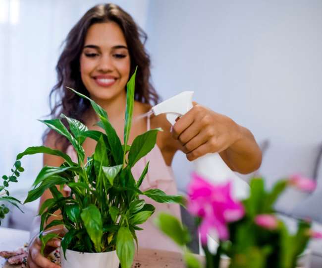 Vastu Tips : घर में लगाएं ये पौधे, खूब आएगा दौलत व बरकत, होगी धनवर्षा