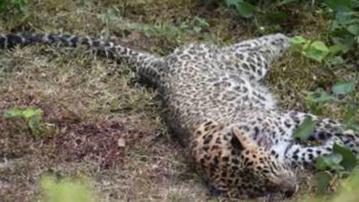 within nine days one more tiger died in bandhavgarh tiger reserve