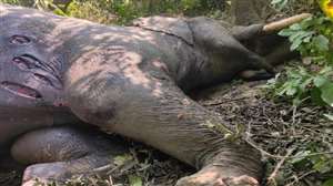 बढ़ापुर वन रेंज में नर हाथी की मौत