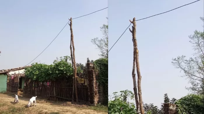 बांस के सहारे लटक रहा बिजली का तार; यहां से गुजरते समय राहगीरों की अटकती हैं सांसें