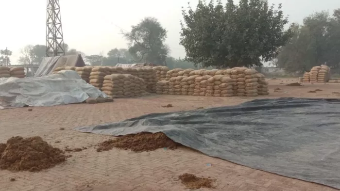 बारिश में भीग रहा लाखों रुपये का अनाज