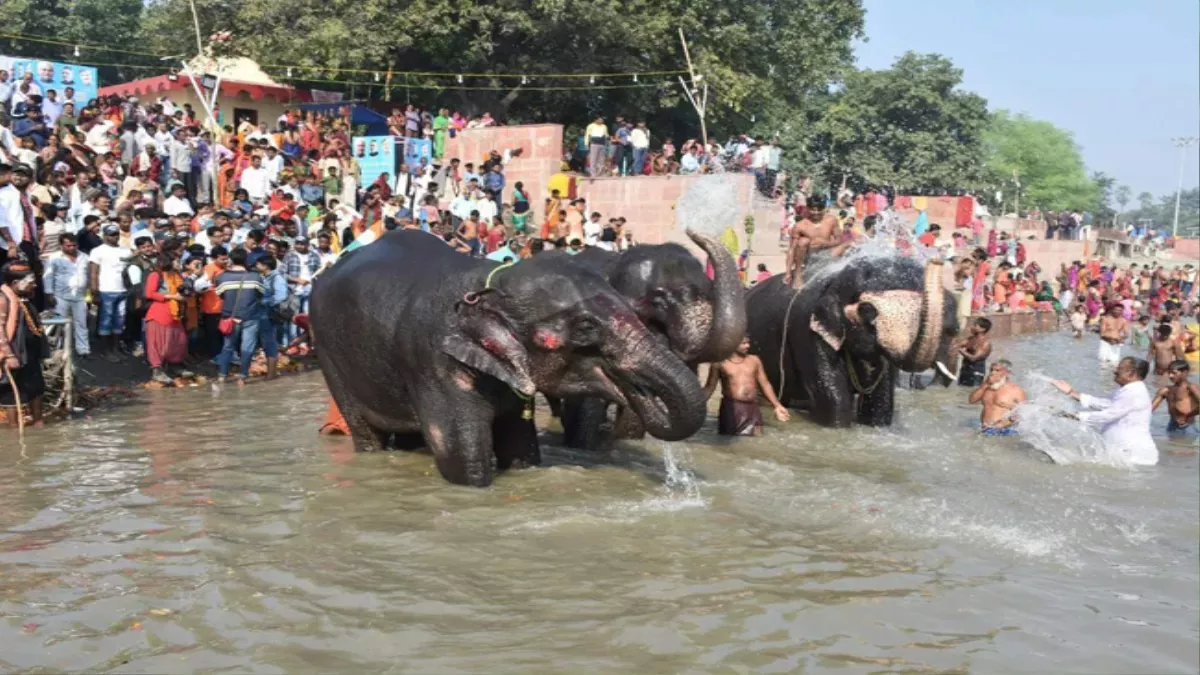Bihar News: पशु मेला के नाम से विख्यात रहे सोनपुर मेला में इस बार नहीं  पहुंचा एक भी हाथी और उंट, लोगों में निराशा - This time not a single  elephant and