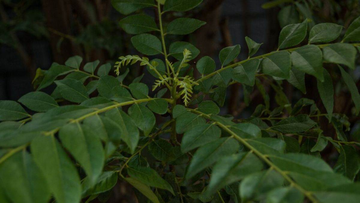 https://www.jagranimages.com/images/newimg/01122024/01_12_2024-curry_leaves_23840040.jpg