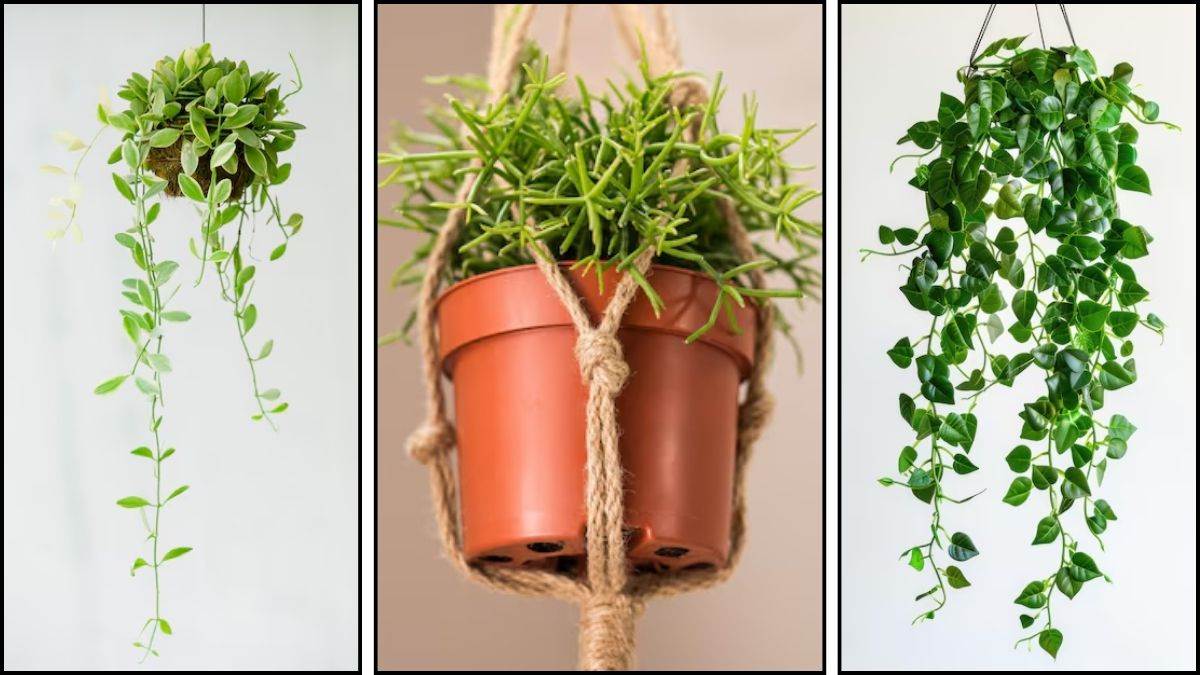 https://www.jagranimages.com/images/newimg/01122024/01_12_2024-low_maintenance_hanging_plants_23840256.jpg