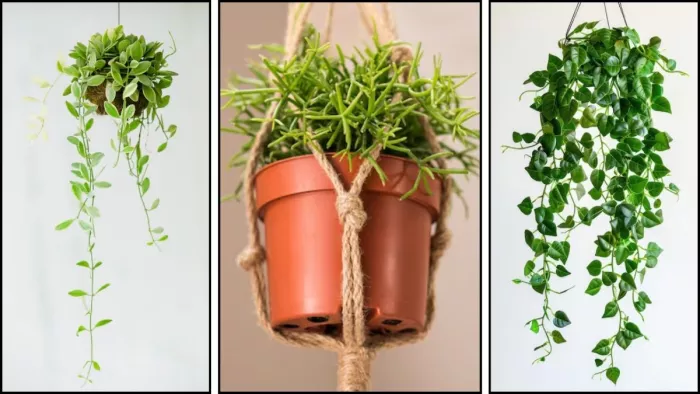 Hanging Plants For Home: हैंगिंग प्लांट्स से बढ़ाएं अपने घर की खूबसूरती (Image Source: Freepik)
