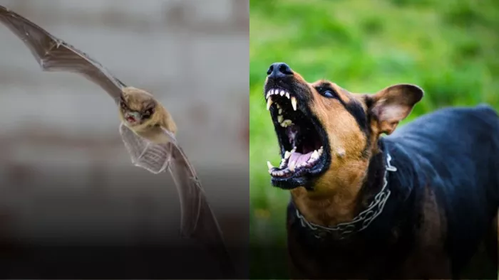इन जानवरों से भी होता है Rabies का खतरा। (Image credit- freepik)