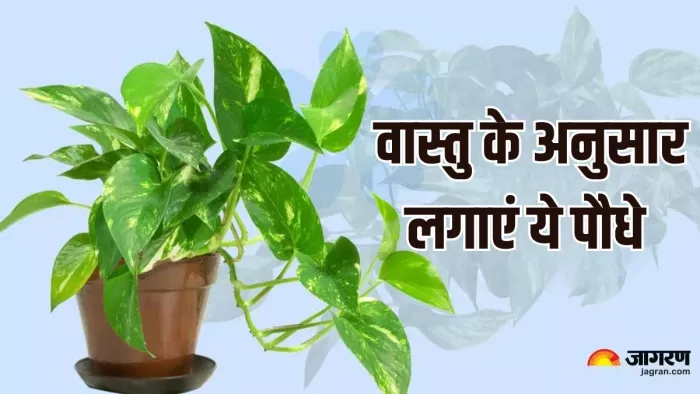 Vastu Tips: किस दिशा में कौन-सा पौधा लगाएं?