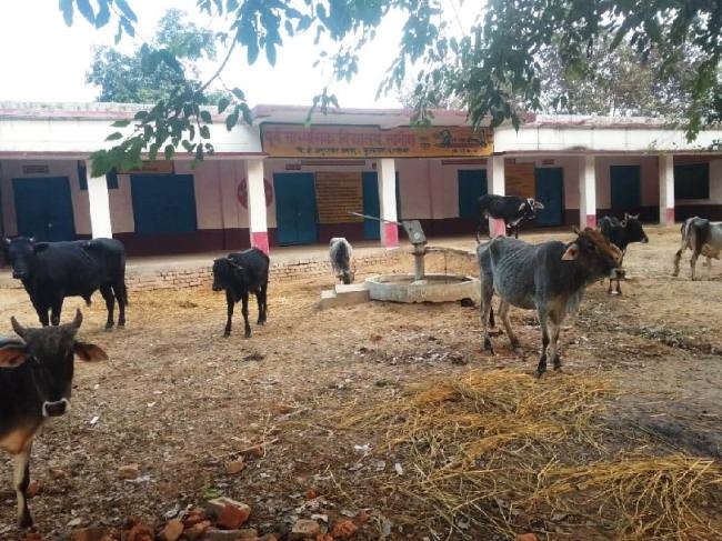ग्रामीणों ने स्कूल में बंद किए बेसहारा पशु