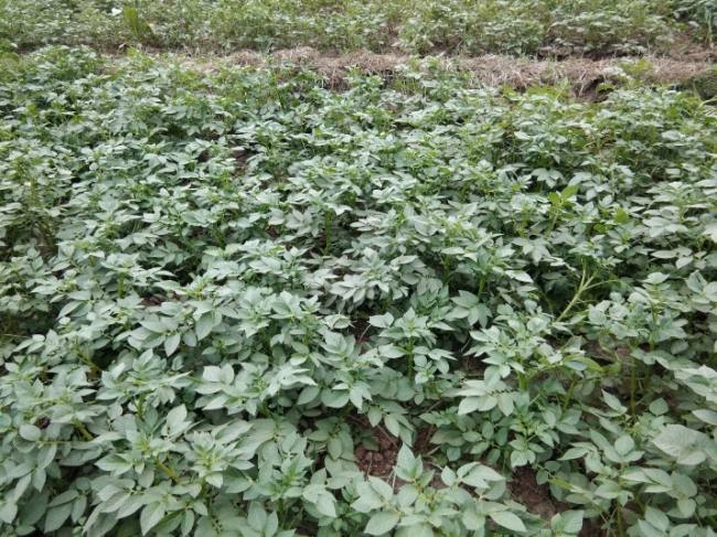 ठंड के प्रकोप से आलू एवं अन्य फसलों पर असर - Potato and other crops  affected by cold outbreak - Bihar Buxar General News