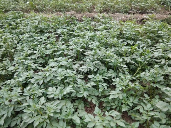 ठंड के प्रकोप से आलू एवं अन्य फसलों पर असर - Potato and other crops affected by cold outbreak - Bihar Buxar General News