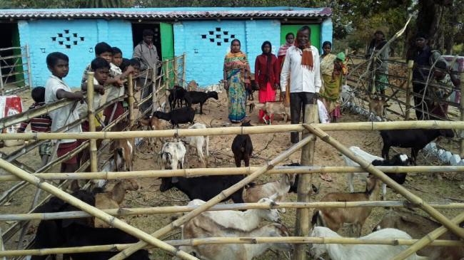 आदिवासी महिलाएं खेती व पशुपालन से आंगन में ला रहीं समृद्धि - Tribal women  are bringing prosperity to the courtyard through farming and animal  husbandry - Jharkhand Jamtara Local News