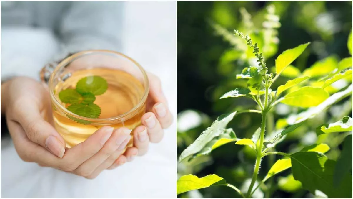 Tulsi Water Benefits: रोज़ सुबह खाली पेट पी लेंगे तुलसी का पानी, तो आसपास नहीं भटकेंगी ये बीमारियां! - Know Benefits Of Drinking Tulsi Water In The Morning