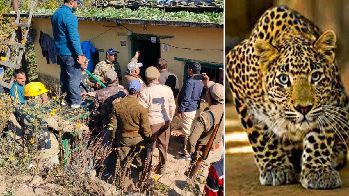 leopard enter in house from 14 hours