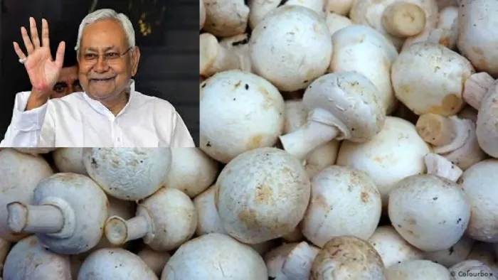 बिहार में मशरूम की खेती पर सरकार दे रही अनुदान (जागरण)