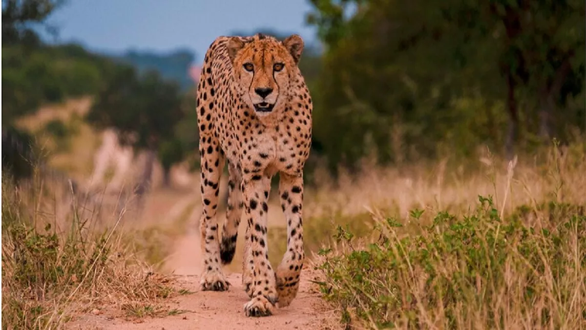 Cheetah Safari: उठाना चाहते हैं चीता सफारी का लुत्फ, तो कूनो नेशनल पार्क घूमने की कर सकते हैं प्लानिंग