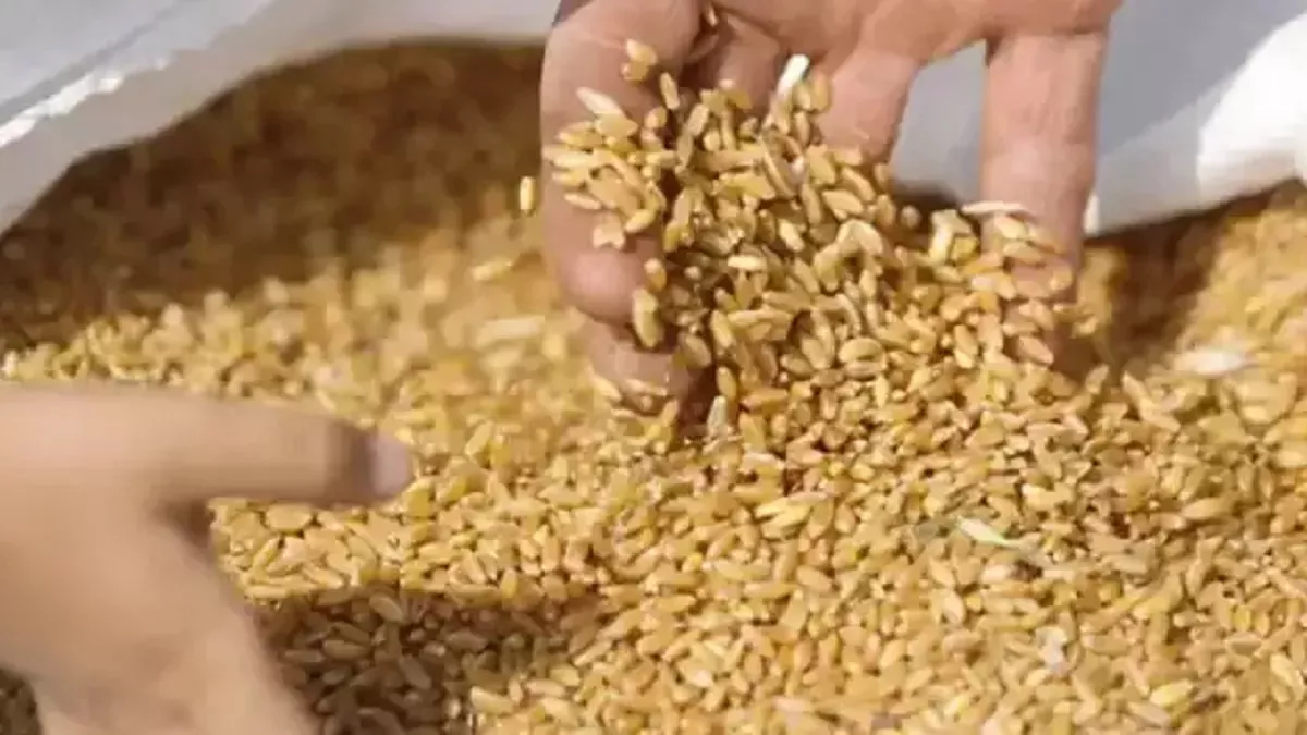 महंगाई रोकने को एफसीआई का हस्तक्षेप जारी रहेगा-गेहूं का आधार मूल्य 2600 से 2700 रुपए प्रति क्‍व‍िंटल