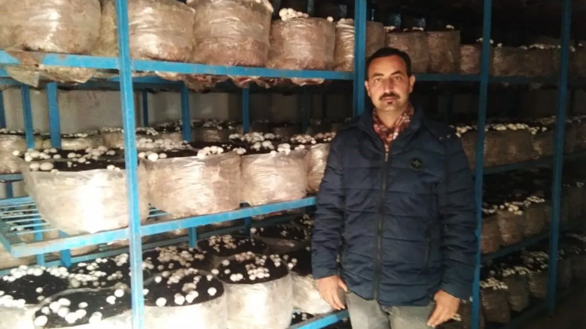 युवाओं के लिए मिसाल बना नरेंद्र, मशरूम के 100 बैगों से शुरू किया कारोबार, अब घर बैठे कमा रहा लाखों
