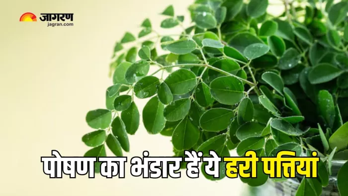 मोरिंगा की पत्तियों का पानी पीने से दूर होंगी सेहत की कई समस्याएं (Picture Courtesy: Freepik)