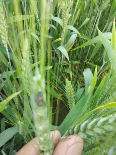 गर्मी बढ़ने से गेहूं का दाना पिचकने से फसल उत्पादन घटने का डर - Fear of  decreasing crop production due to increase in heat by crushing wheat grains  - Haryana Jind Local News